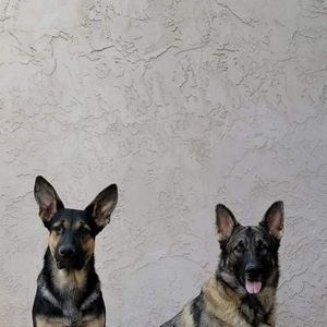 Meet your Posher, Angel